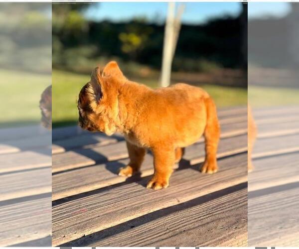 Medium Photo #5 French Bulldog Puppy For Sale in MIAMI BEACH, FL, USA