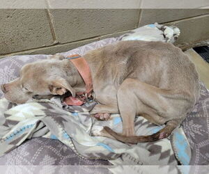 Priscilla (GA) a/k/a Prissy - Female Mutt Dog for Adoption - Photo #8