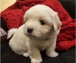Small #3 Coton de Tulear