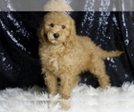 Small #1 Goldendoodle (Miniature)