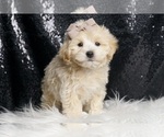 Small Photo #7 Maltipoo Puppy For Sale in WARSAW, IN, USA