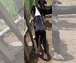 Small Photo #21 Great Dane Puppy For Sale in SPRAGGS, PA, USA
