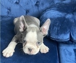 Small French Bulldog