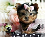 Small #16 Yorkshire Terrier