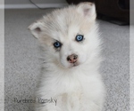 Small #2 Pomsky