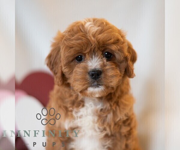 Medium Photo #1 Cavapoo (Miniature) Puppy For Sale in DORNSIFE, PA, USA