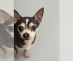 Small #2 Chihuahua