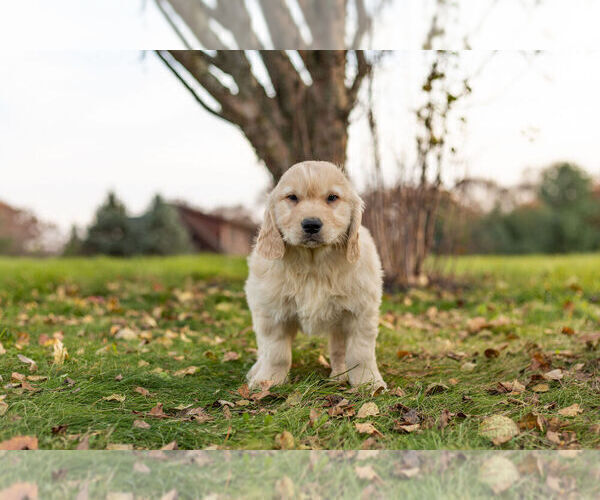 Medium Photo #5 Golden Retriever Puppy For Sale in WARSAW, IN, USA