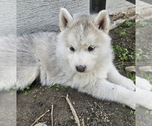 Siberian Husky Puppy for sale in CYPRESS, CA, USA