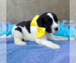 Small #8 Goldendoodle