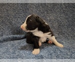 Small Photo #307 Border Collie Puppy For Sale in NORBORNE, MO, USA