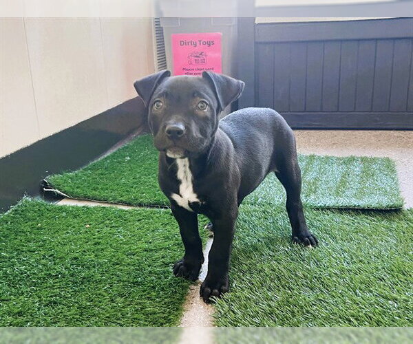 Medium Photo #1 Mutt Puppy For Sale in Redwood City, CA, USA