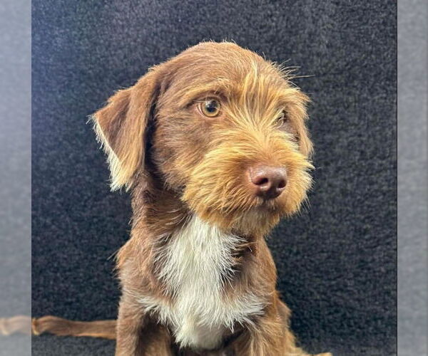 Medium Photo #4 Dachshund-Unknown Mix Puppy For Sale in Grafton, WI, USA