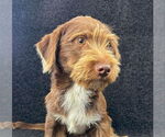 Small #3 Dachshund Mix