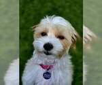 Small #5 Maltese Mix