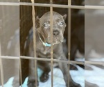 Puppy Slipper Cane Corso