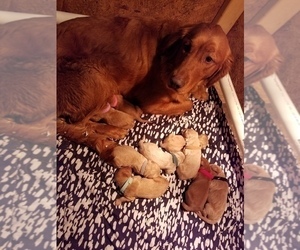 Mother of the Goldendoodle puppies born on 11/29/2019