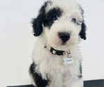 Small Photo #110 Sheepadoodle Puppy For Sale in HUNTINGTON BEACH, CA, USA