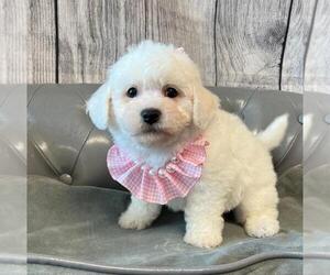 Bichon Frise Puppy for sale in ORO VALLEY, AZ, USA