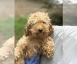 Small #6 Poodle (Miniature) Mix