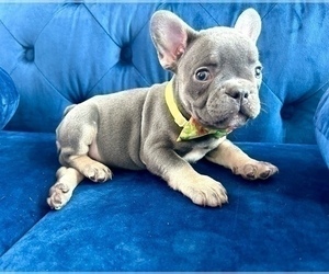 French Bulldog Puppy for sale in DALLAS, TX, USA