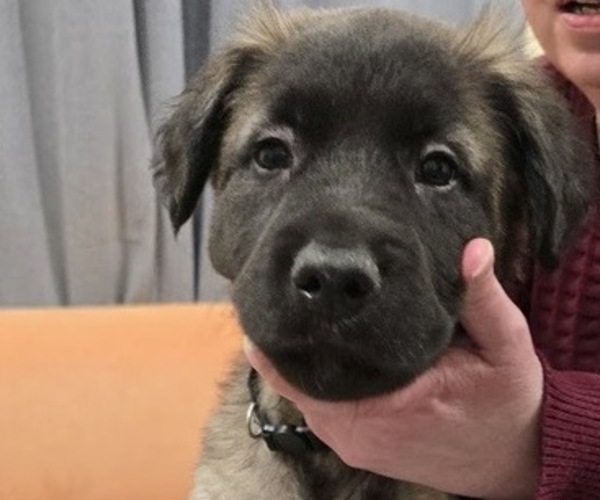 Medium Photo #4 Alaskan Malamute-Mastiff Mix Puppy For Sale in OMAHA, NE, USA