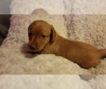 Small Photo #2 Dachshund Puppy For Sale in MILAN, TN, USA