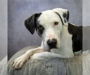 Catahoula Leopard Dog-Unknown Mix Dogs for adoption in Hot Springs Village, AR, USA