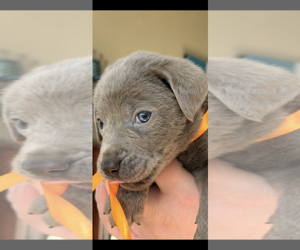 Medium Photo #55 Labrador Retriever Puppy For Sale in SIMI VALLEY, CA, USA