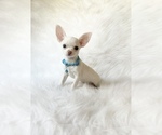 Small #6 Chihuahua