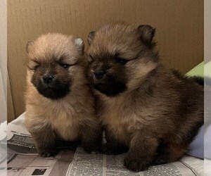 Pomeranian Puppy for sale in RESEDA, CA, USA