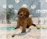 Small #1 Goldendoodle mix (+ Poodle Miniature)
