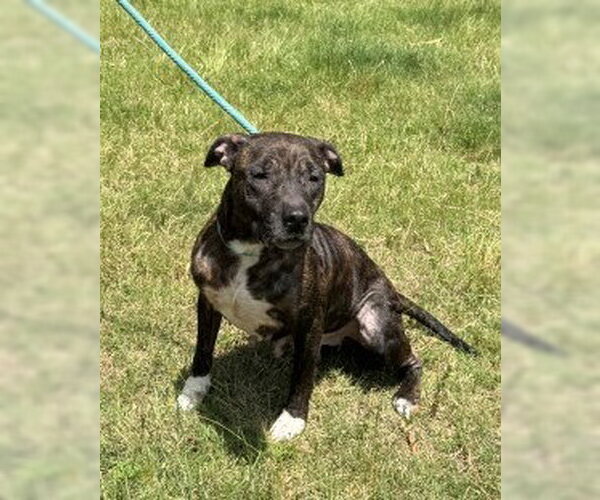 Medium Photo #2 Mutt Puppy For Sale in Glen Allen, VA, USA