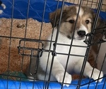Small #7 Collie-Great Pyrenees Mix