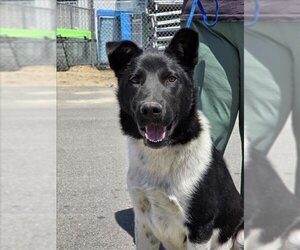 Border Collie-Unknown Mix Dogs for adoption in San Bernardino, CA, USA