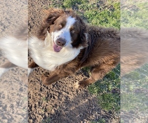 Father of the Aussiedoodle puppies born on 03/29/2025