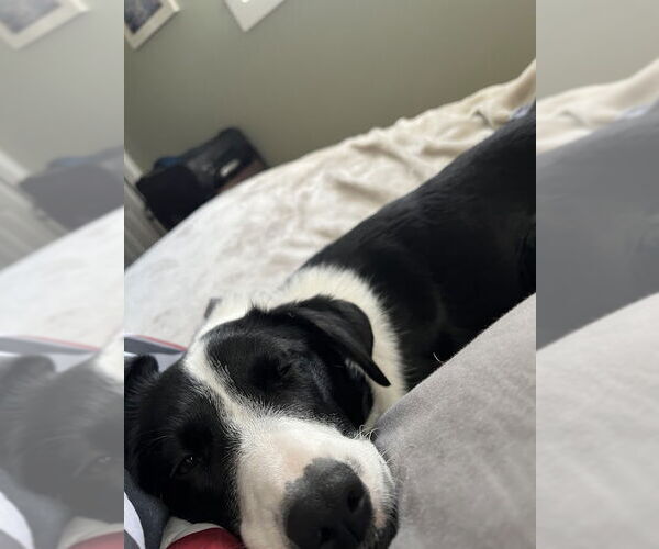 Medium Photo #4 Border Collie-Unknown Mix Puppy For Sale in Highland, IL, USA