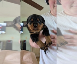 Rottweiler Puppy for sale in RINDGE, NH, USA