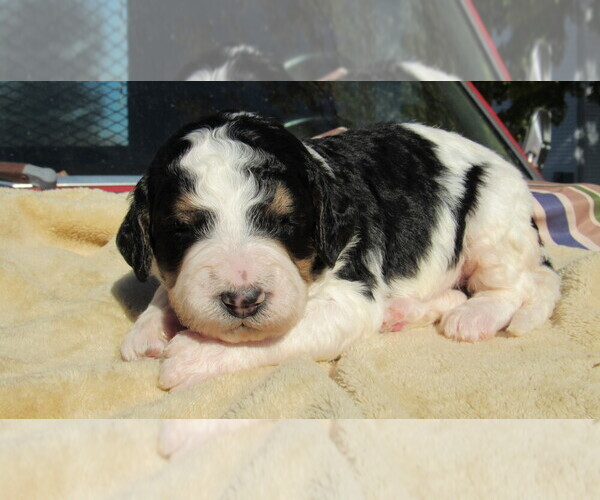 Medium Photo #3 Bernedoodle Puppy For Sale in BIG ROCK, IL, USA