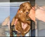 Puppy Puppy 9 Double Doodle