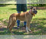 Small #13 Mutt