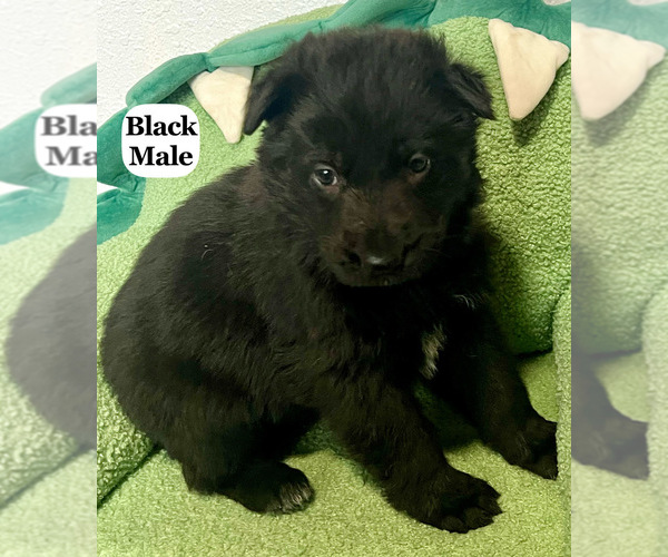 Medium Photo #1 German Shepherd Dog Puppy For Sale in FRUITLAND, WA, USA