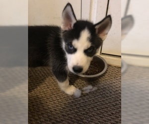 Siberian Husky Puppy for sale in COLUMBUS, OH, USA
