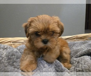 Shih Tzu Puppy for sale in CARLYLE, IL, USA