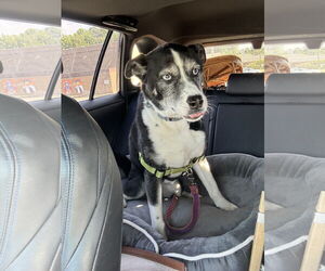 Huskies -Unknown Mix Dogs for adoption in Garner, NC, USA