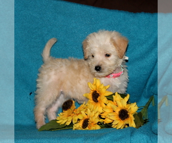 Medium Photo #4 Miniature Labradoodle Puppy For Sale in CHRISTIANA, PA, USA