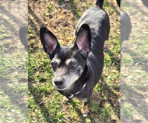 Medium Photo #2 Chihuahua-Unknown Mix Puppy For Sale in Clarkston, MI, USA