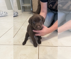 Labrador Retriever Puppy for sale in BRENTWOOD, CA, USA