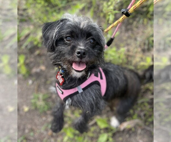 Medium Photo #3 Shih Tzu-Unknown Mix Puppy For Sale in Mount Laurel, NJ, USA