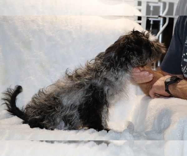 Medium Photo #10 Yorkiepoo mix (+ Poodle Toy) Puppy For Sale in DYERSBURG, TN, USA